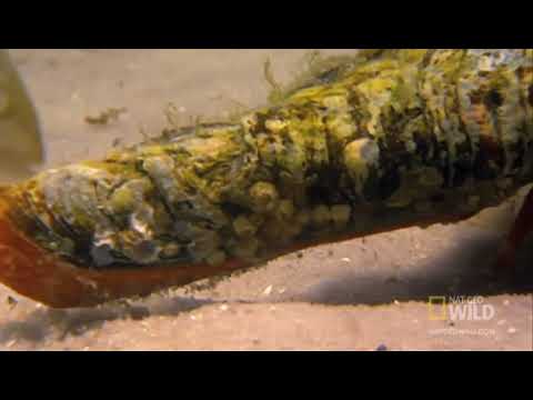 The giants horse cock weighs or 11 pounds