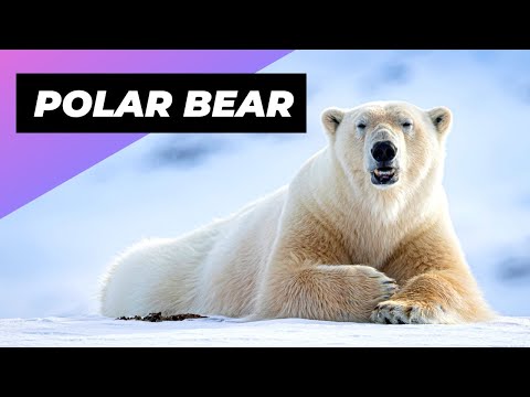 Polar Bear 🐻‍❄️ The Deadliest Beast Of The Arctic