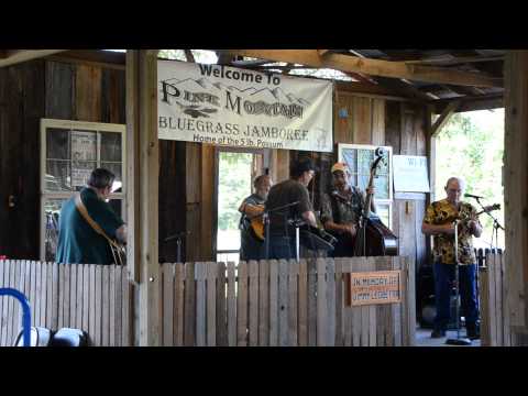 Wild Mountain Flowers