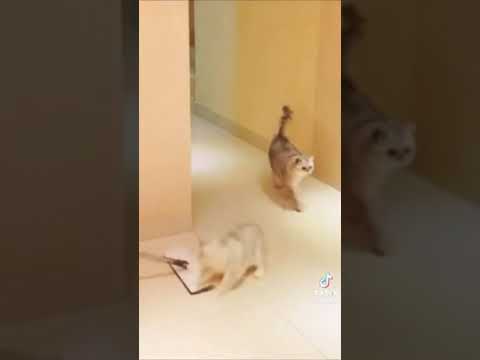 funny cats #cat #cats #funny