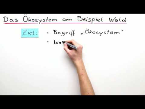 DAS ÖKOSYSTEM BEGRIFFSERKLÄRUNG AM BEISPIEL WALD | Biologie | Ökologie