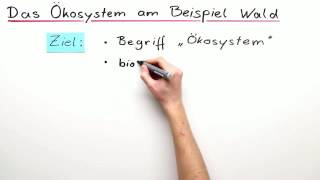 DAS ÖKOSYSTEM BEGRIFFSERKLÄRUNG AM BEISPIEL WALD | Biologie | Ökologie