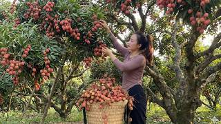 On rainy days, we harvest lychees to sell at the market and take care of our livestock.
