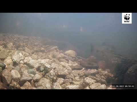 Luontoliven kalakamera: taimen ruokailee