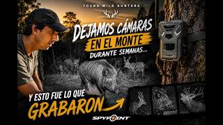 Dejamos cámaras en el monte durante semanas… y esto fue lo que encontraron