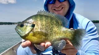 Can you Believe the SIZE of These Bluegill!