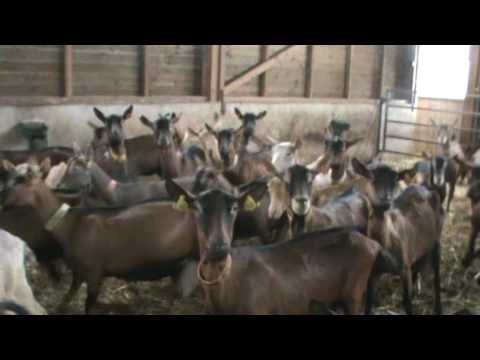 download lagu mp3 mp4 Arina Goat Cheese, download lagu Arina Goat Cheese gratis, unduh video klip Arina Goat Cheese