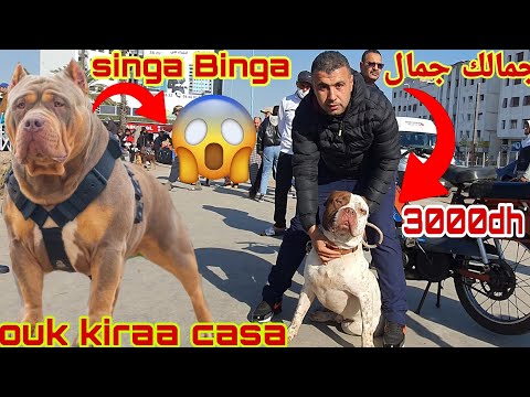 سوق القريعة بالدار البيضاء 🇲🇦🇲🇦 يوم السبت 8/1/2022 مع باعة جميع انواع الكلاب  كاين المليح ديال بصح 🤲