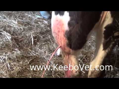 , title : 'Large Abscess In Dairy Cow With A Lot Of Pus, See Vet Doctor Helps By Draining It'