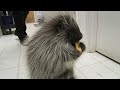 Lander the cute baby porcupine loves to eat