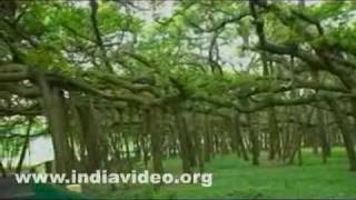 Great Banyan tree, a wonder in plant kingdom and its surroundings 