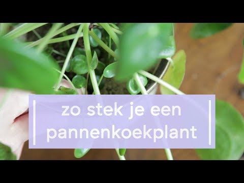 , title : 'Pannenkoekplant Stekken - Super Groene Vingers'