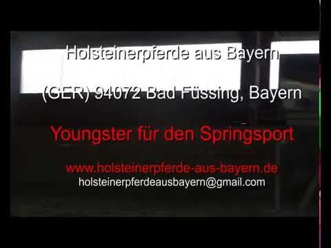 Clarimo x Landprinz. Geb.: 2012 Not for sale