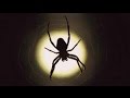 Spider as a Totem: Your Personal Power Animal's Personality Characteristics and Life-Path Lessons