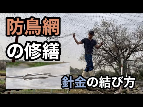 , title : '防鳥網の修繕/針金の結び方 林ぶどう園 2021-4-2'