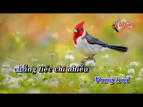 Lý Con Sáo Bạc Liêu - Phi Nhung - Tone Nam - Vietsing Karaoke