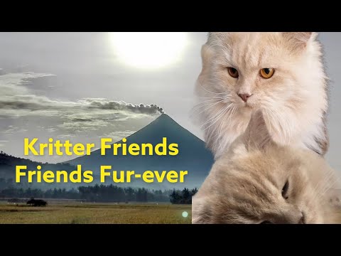 Cute Persian Cat Rashid/Cute Cat Videos
