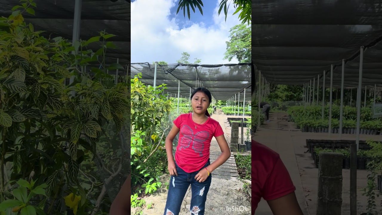Conservation Story: 5 The Great Curassow