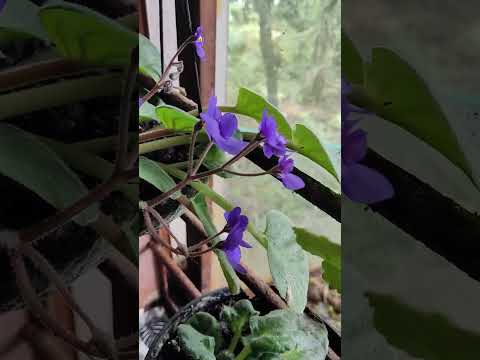 African violet beautiful indoor plant,Usambaraveilchen, Zimmerpflanze
