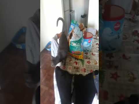 MY CAT LOVE AZAL LOVE HIS 13.2LB. CAT FOOD