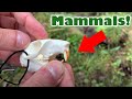 Virtual Field Trip: Mammals!