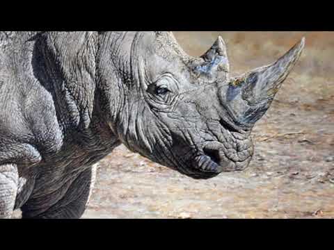 The Paintings of British Wildlife Artist Alan M Hunt - Visit Alan's Animal Art Shop