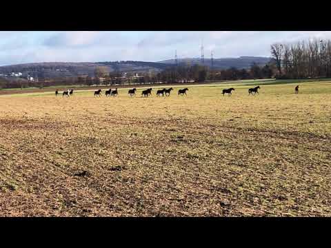 Die Stutenherde des Gestüt Hämelschenburg am 25.12.2020