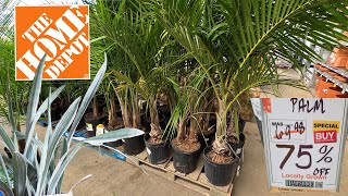 Bargain Clearance Plants at The Home Depot