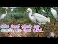 අන්න බලන් ඉදිකඩ ළඟ කොක්කු රෑන වගේ ඇවිත