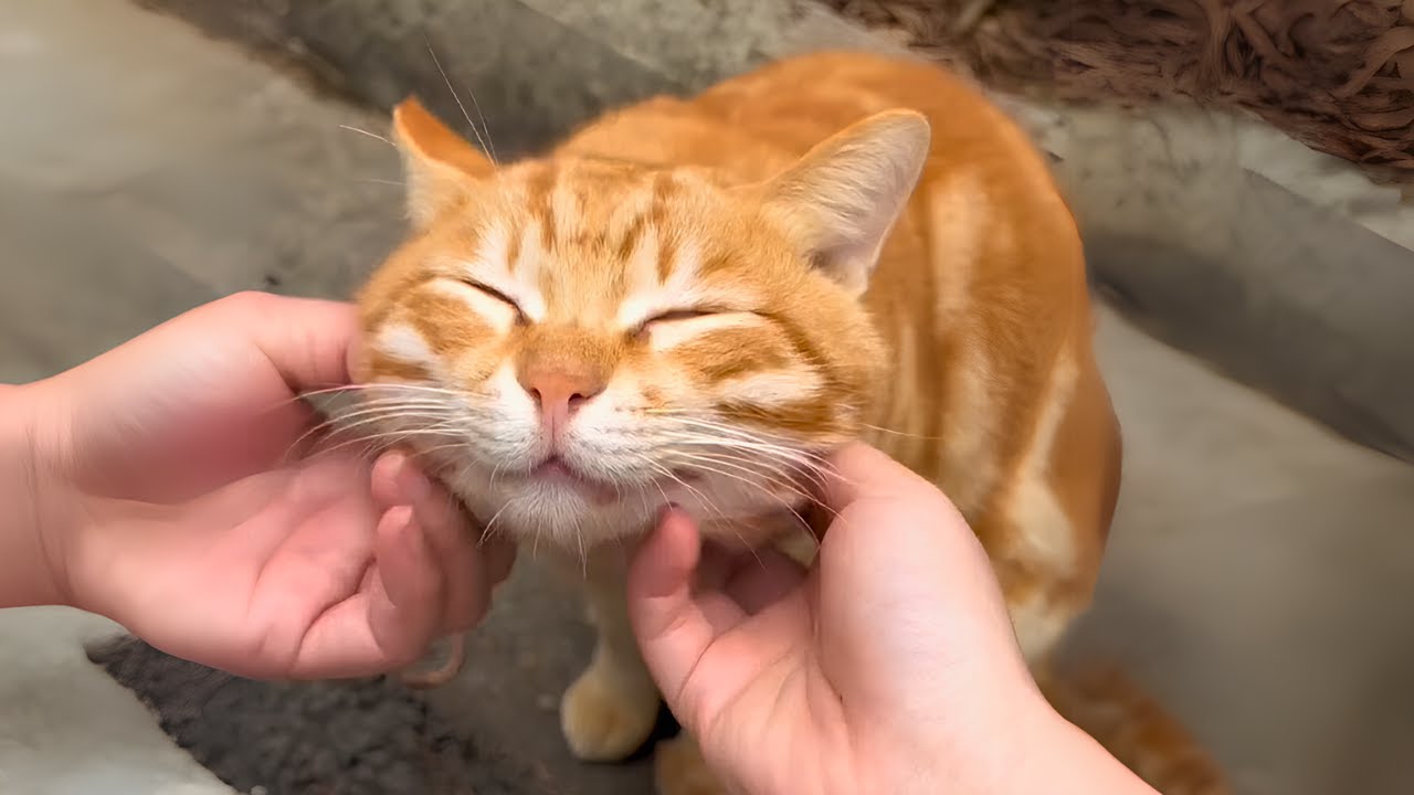 12 Minutes of the Cutest Cat in the World That Will Make You Smile! 💕