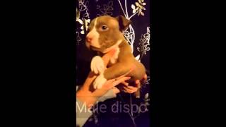 A vendre american bully ABKC DAXLINE