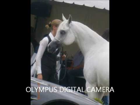 Bruges Arabian Horse Event 2013
