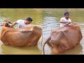ஒரு மாட்டுக்கு கொம்பு சீவ 500 ரூபா Nattu Madukal