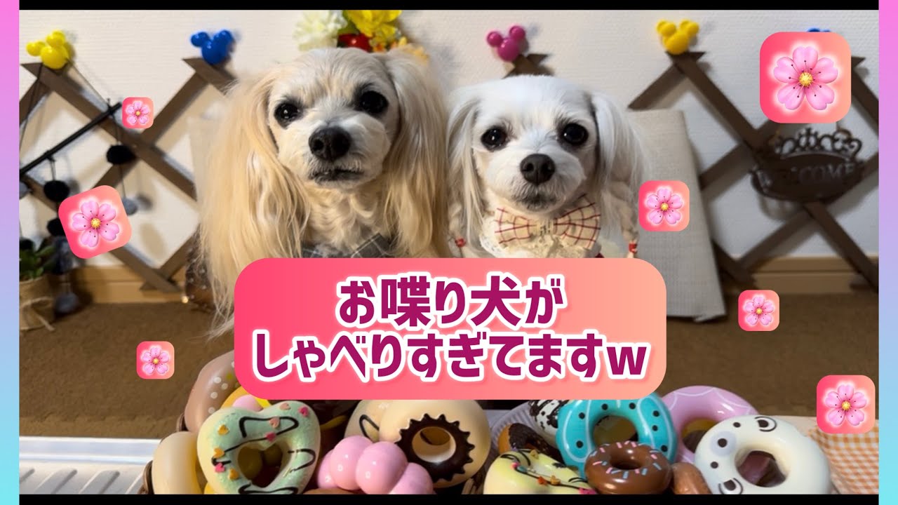 ルークのお喋り！ちゃんと言葉に聞こえませんか？『あれぇーーー』がとってもいい感じ✨