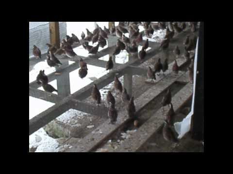 West Virginia bobwhite quail farm | Natural History