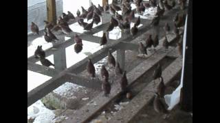 preview picture of video 'w va bobwhite quail'