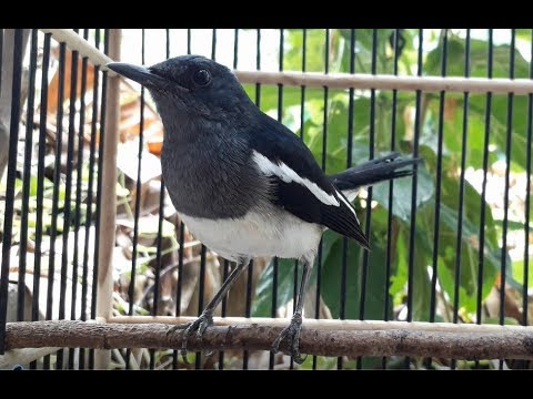 Jantan Novyj Trend Smotret Onlajn Na Sajte Trendovi Ru