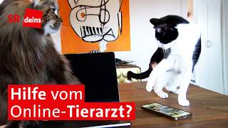 Tierarzt per Video-Schalte: Wie teuer ist das & wann sind virtuelle Ti