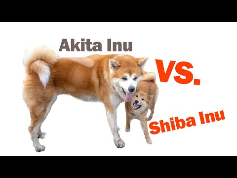 Shiba Inu Vs. Akita