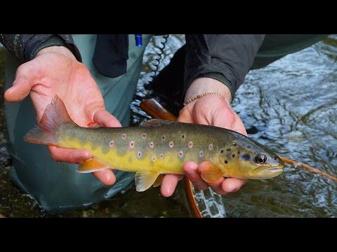 Rettenbach - Fly Fishing in Austria