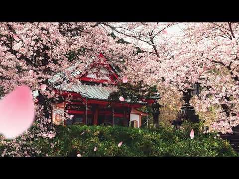 One Hour of Spring Sakura Cherry Blossom Ambience With Healing Nature Sounds