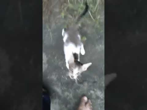 cat original voice 🐱🐈