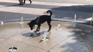 Hunde Don Quijote Kampf gegen Springbrunnen