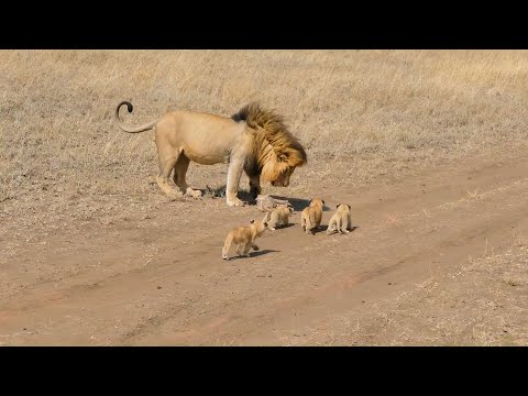 ABE LIBAX AH OO 4 CARUURA UU DHALAY TABABARAAYO