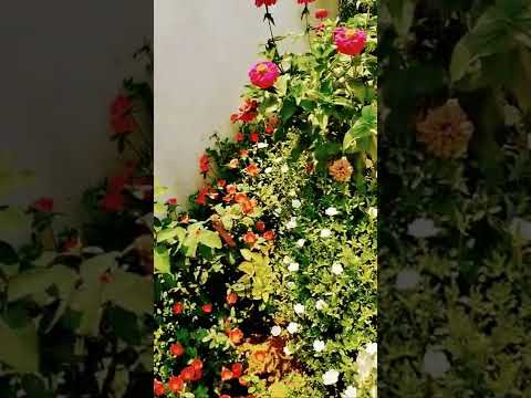 beautiful flowers 🦋