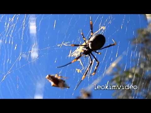 Golden Orb Weaver entrapping its prey