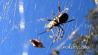 Golden Orb Weaver entrapping its prey