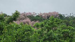 113.4.9嘉義阿拉伯粉紅村花旗木