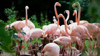 Flamingo | Pet Bird | Pink Flamingo | White Flamingo | Water | Sound | Most Colorful Bird #flamingo