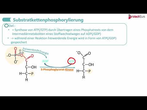Glykolyse   Part 3